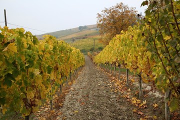 Fototapeta premium Filari di vite in piemonte