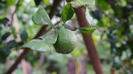Bergamot on Tree in garden

