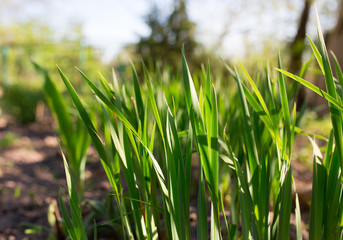 Green leaves outside in the yard. Natural rustic background and natural texture. Plants in the sun lights outdoors.