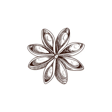 Vector Anise Star Sketch, Hand Drawn Illustration Isolated.