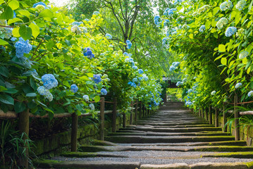 Baby blue hydrangea flowers in Meigetsuin Temple, Kamakura, Japan