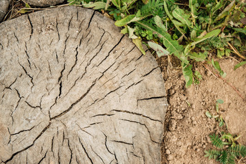 Stump wooden texture and background.