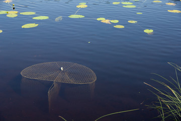 Fish trap in lake