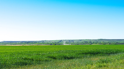 Fototapeta na wymiar Summer landscape with sky and green herb