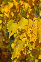 Fototapeta premium Листья березы осенью пожелтели.