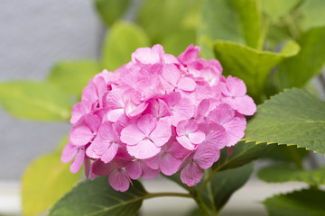 Pink hydrangea in rainny season