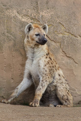 Spotted hyena (Crocuta crocuta)
