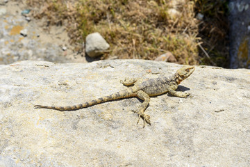 Distinctive lizard in the ancient rock city Uplistsikhe (Uplistsikhe), Georgia