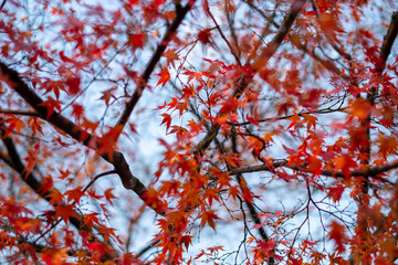 Maple leaves, selective focus
