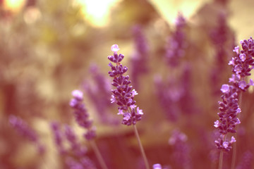 Lavende