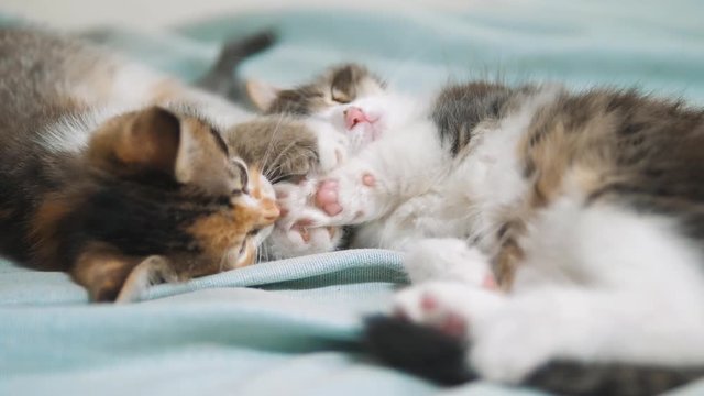 white two kitten playing sleeps bite each other. two little kittens are sleeping. two little kittens a are sleeping pets. little cat kittens concept lifestyle