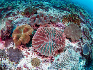 Soft coral reef