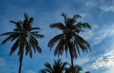 Beautiful mornings with light clouds and coconut trees.