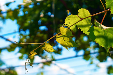 Beautiful fresh young green grape vine on a sunny blue sky background
