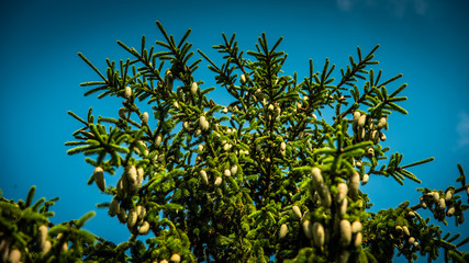 Beautiful Spruce with New Pine Cones and Blue Sky with White Clouds