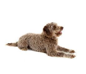 Lagotto romagnolo