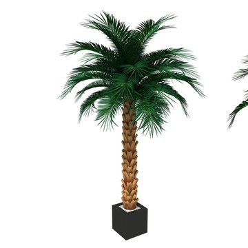 Palm tree on pot