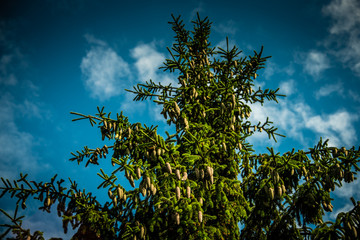 Obraz premium Beautiful Spruce with New Pine Cones and Blue Sky with White Clouds