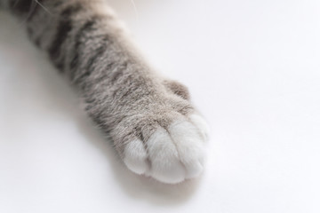 Fototapeta premium Nogi małego kota wyglądają uroczo.