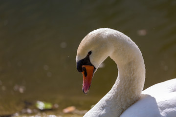 White swan