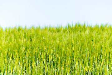 Summer landscape with sky and green herb