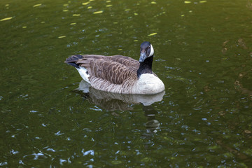 Goose