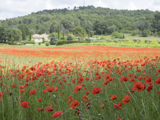 house in french provence area with field full of red blooming summer poppies