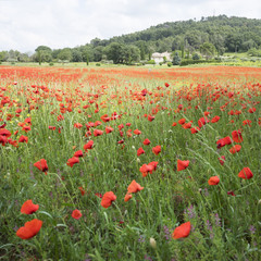 house in french provence area with field full of red blooming summer poppies