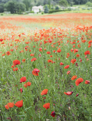 house in french provence area with field full of red blooming summer poppies