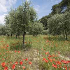 red poppies and olive trees near luberon area in the french provence under blue sky