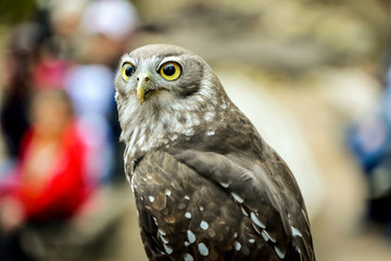 Hawk