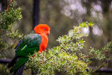 King Parrot
