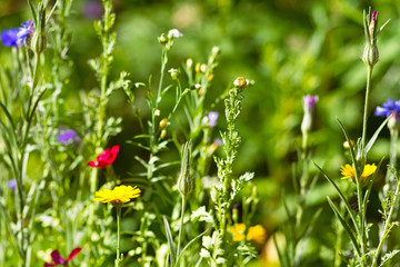 Bunte Wildblumen