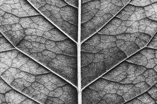 close-up of macro texture of leaf, black and white photo