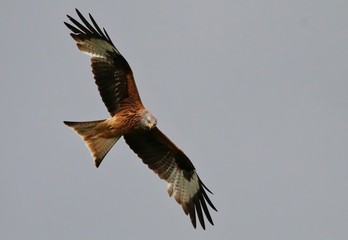 Red Kite in flight