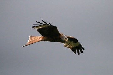 Red Kite in flight