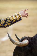 Bullfighter's hand on bull's face