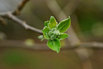 green bud with leaves on a thin branch of a tree