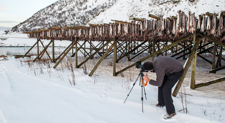 Producing stockfish from cod, Lofoten