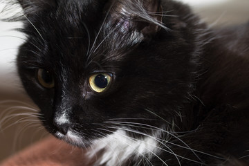 black and white cat
