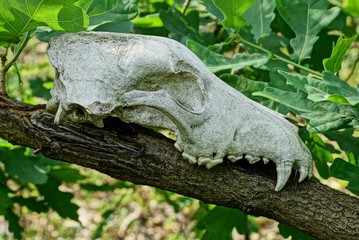 white animal skull on a branch with green leaves