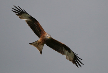 Red Kite in flight