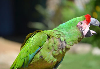 Closeup of a Green Macaw Parrot