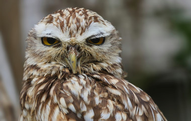 Close up of an Owl