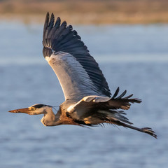 Heron