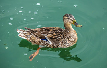Closeup of a female mallard duck on the shores of the Upper Zurich Lake (Obersee), Switzerland