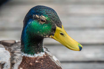 Closeup of a male mallard duck on the shores of the Upper Zurich Lake (Obersee), Switzerland