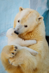 Obraz na płótnie Canvas Polar bear playing with cub