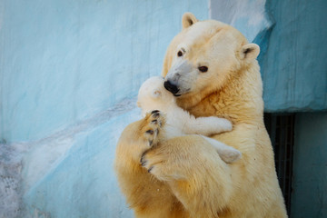 Polar bear playing with cub © A.Lukin