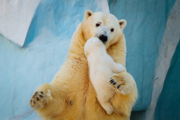 Polar bear playing with cub